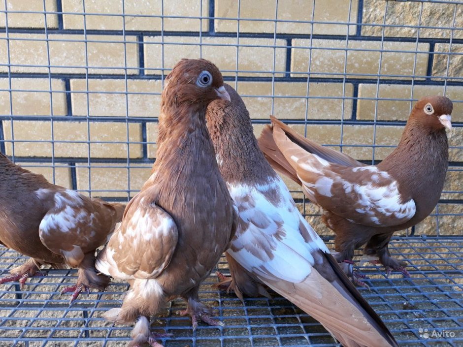 Китайская Чайка (порода голубей)