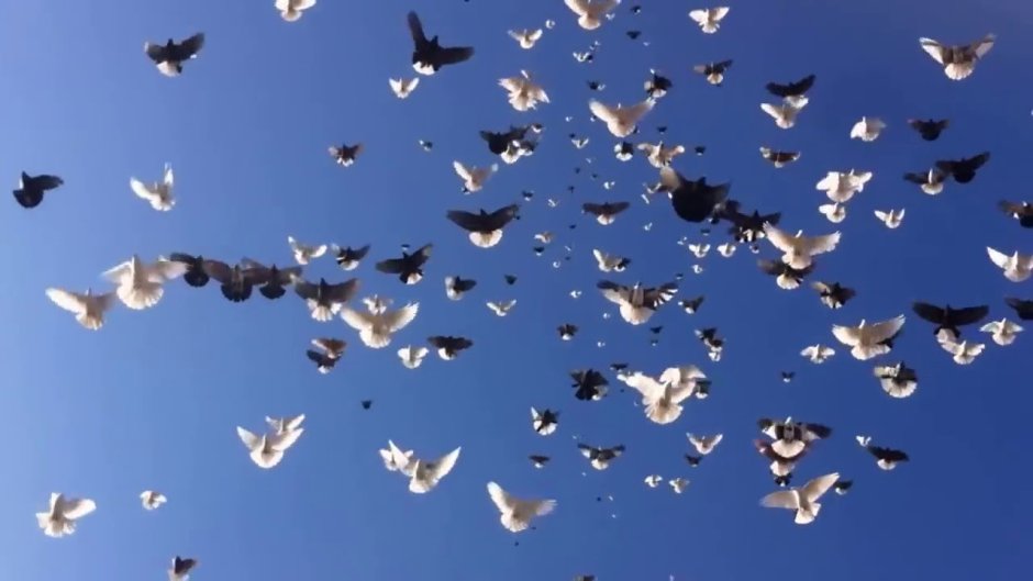 Голуби Макевке николаевские