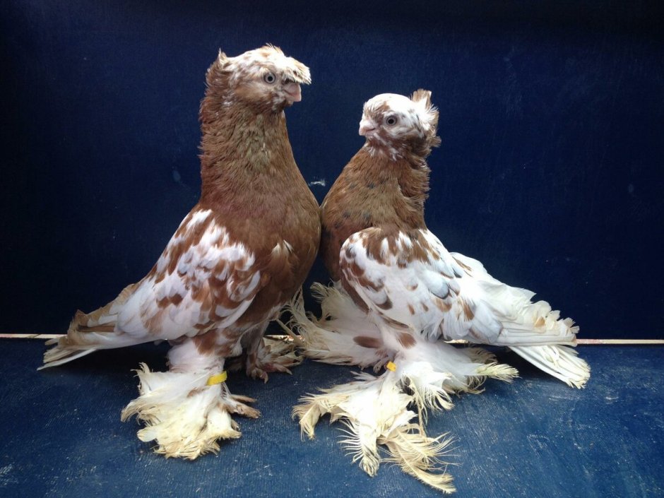 Николаевские краснарябые голуби