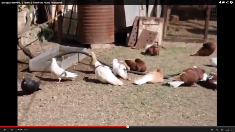 Голуби николаевские сизые