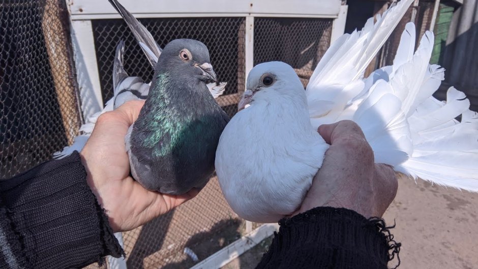 Самые красивые статные голуби