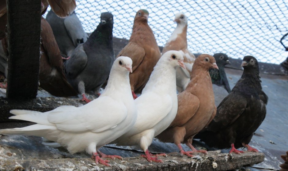 Porn-w.org Yulia Nova