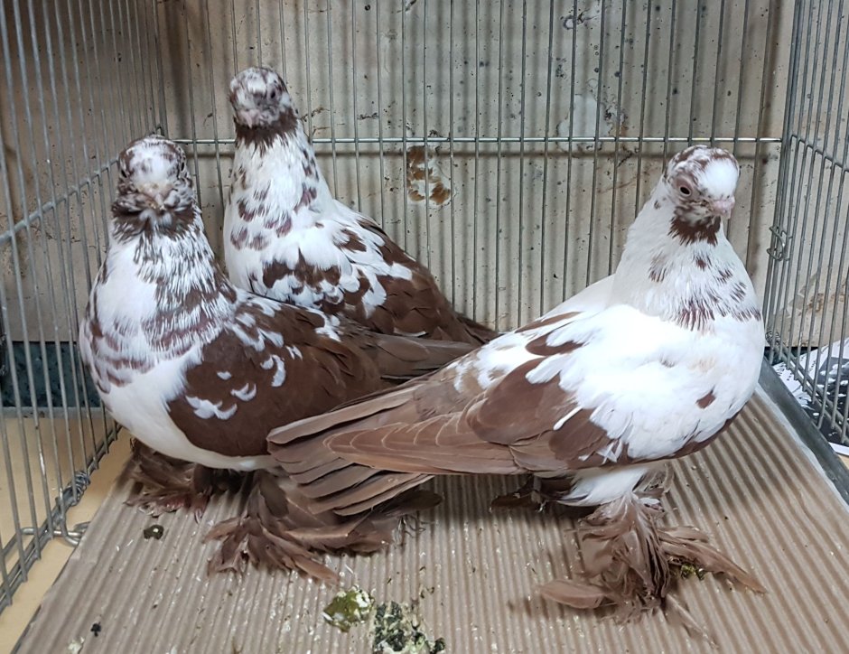 Николаевские голуби красные рябохвостые