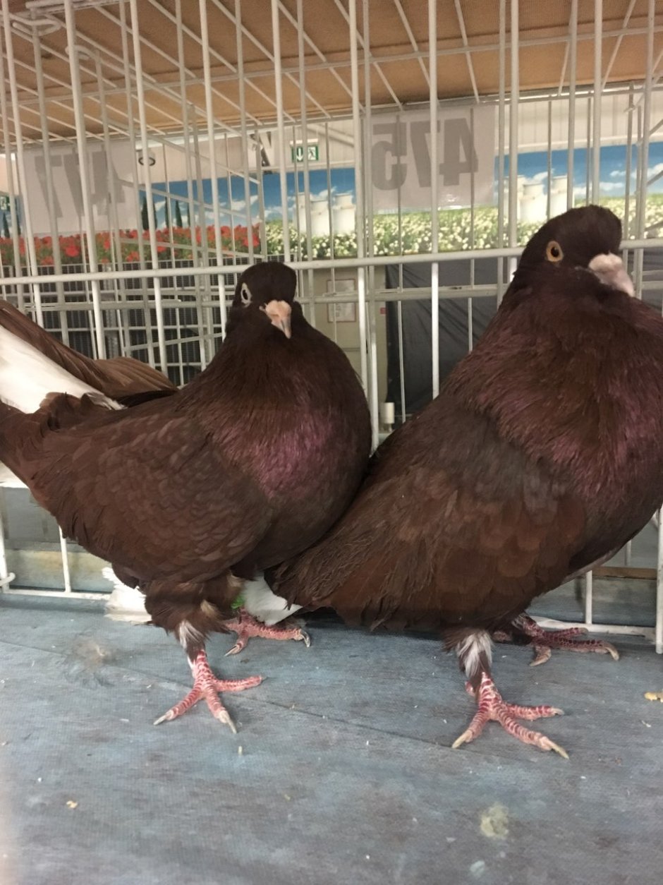 Голубь Богемская космоногая