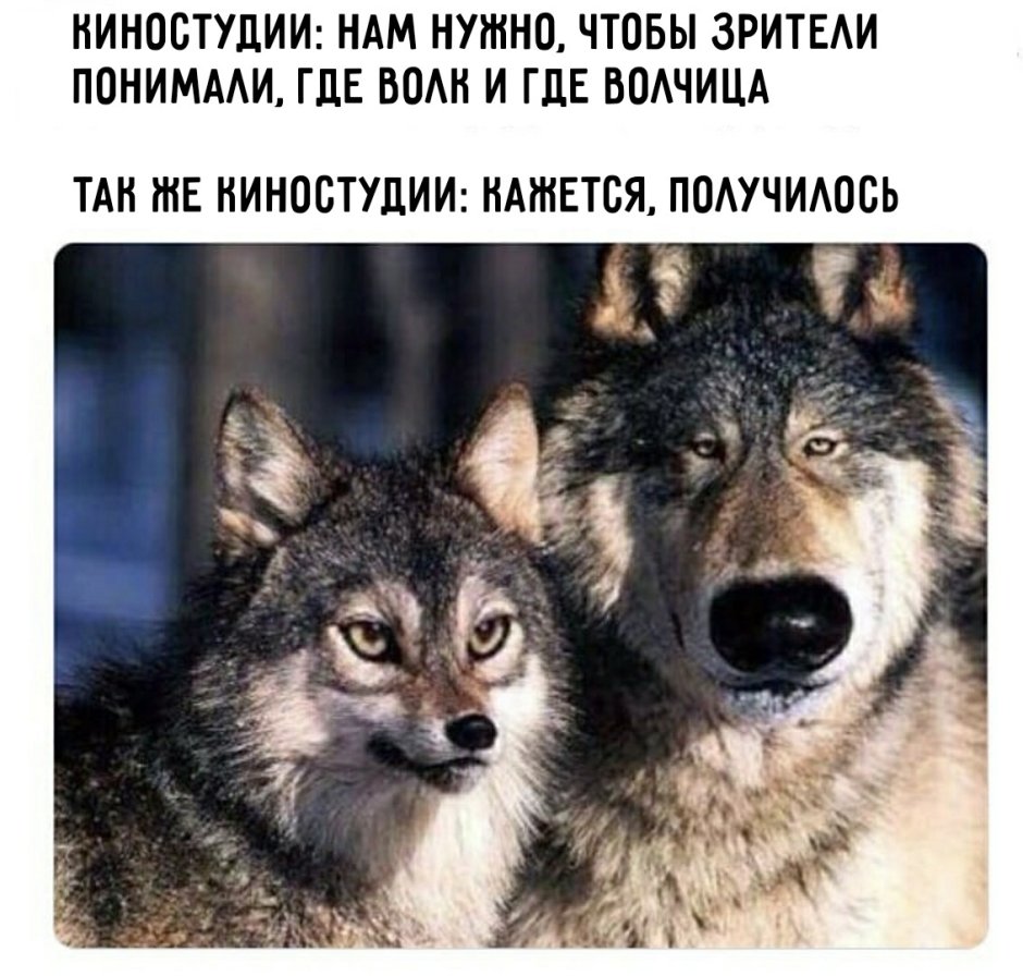 Волк и волчица Мем