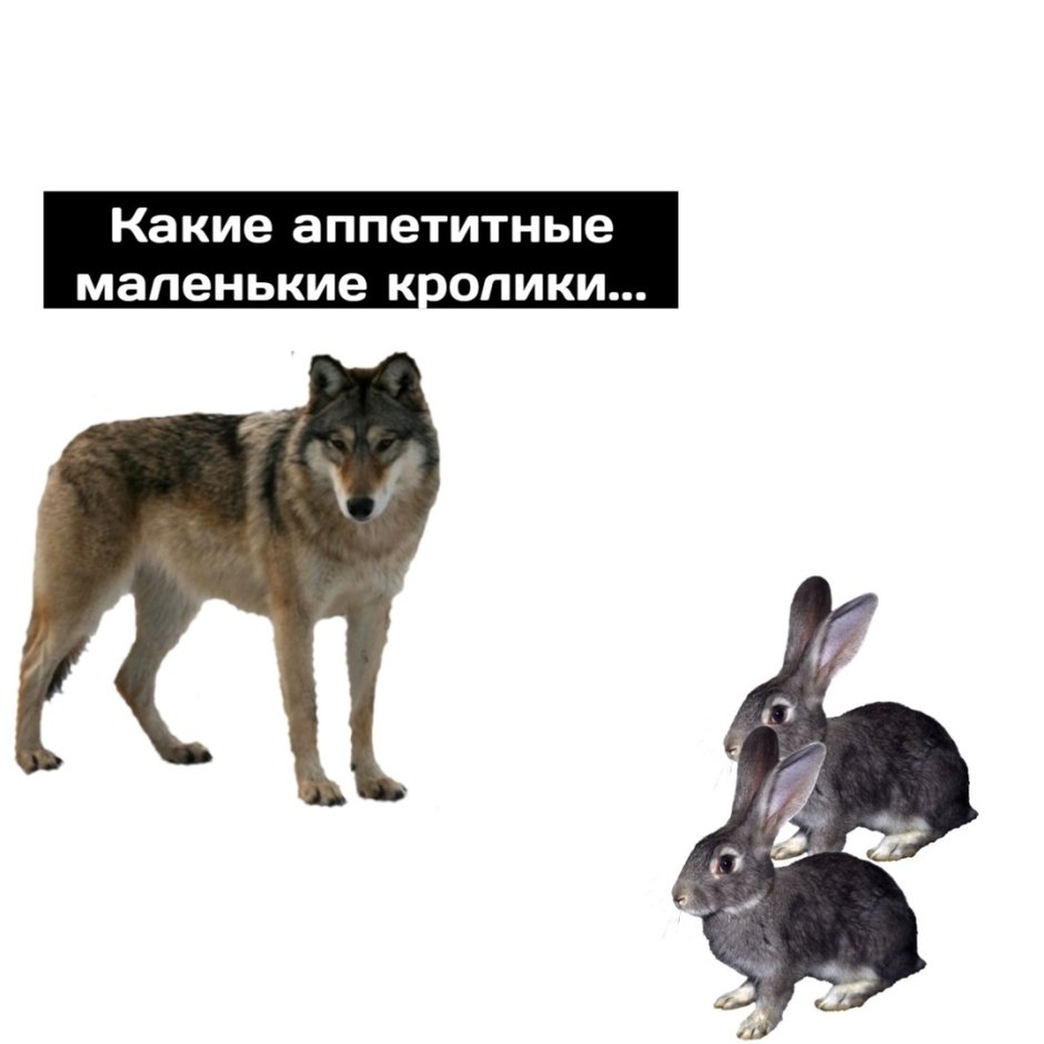 Фурри кролик парень