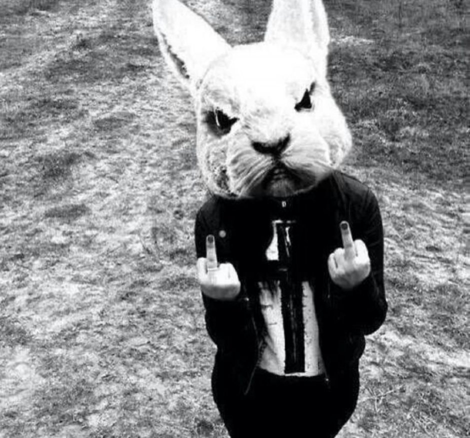 Крутой кролик