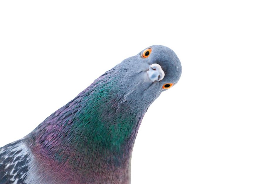 Любопытный голубь