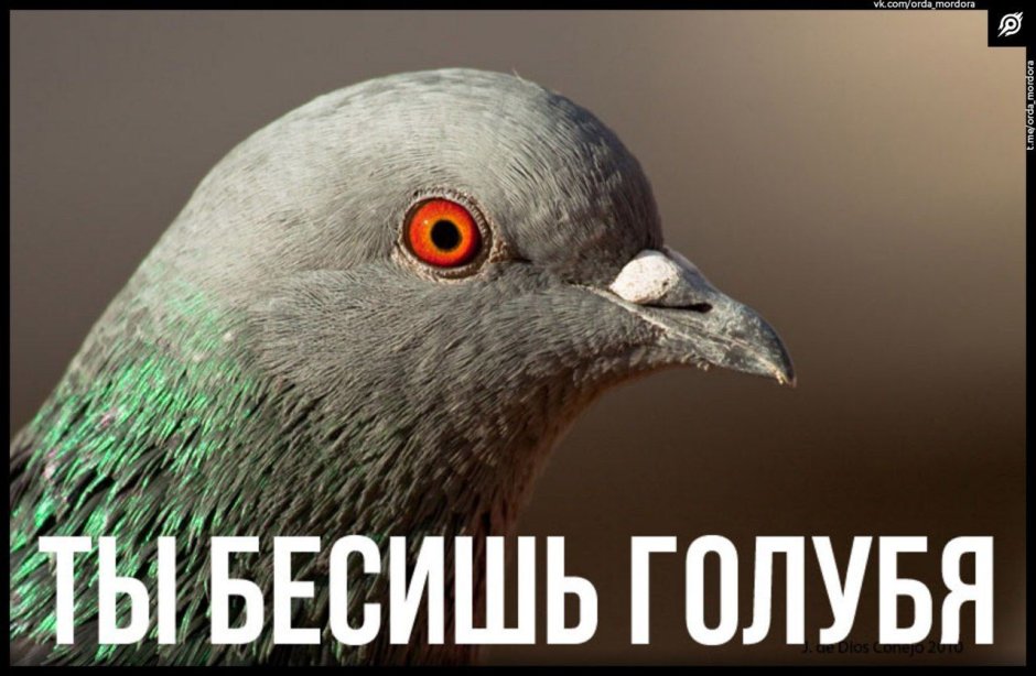 Птицы Эстетика