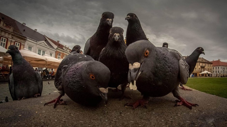 Голубь шпион