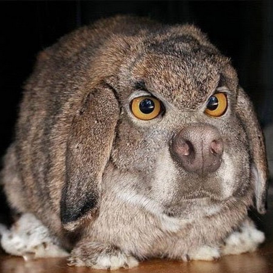 Милый зайчик