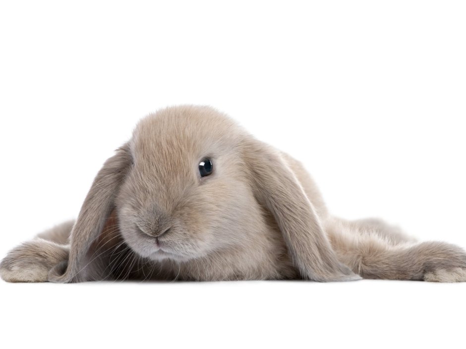 Кролик на белом фоне