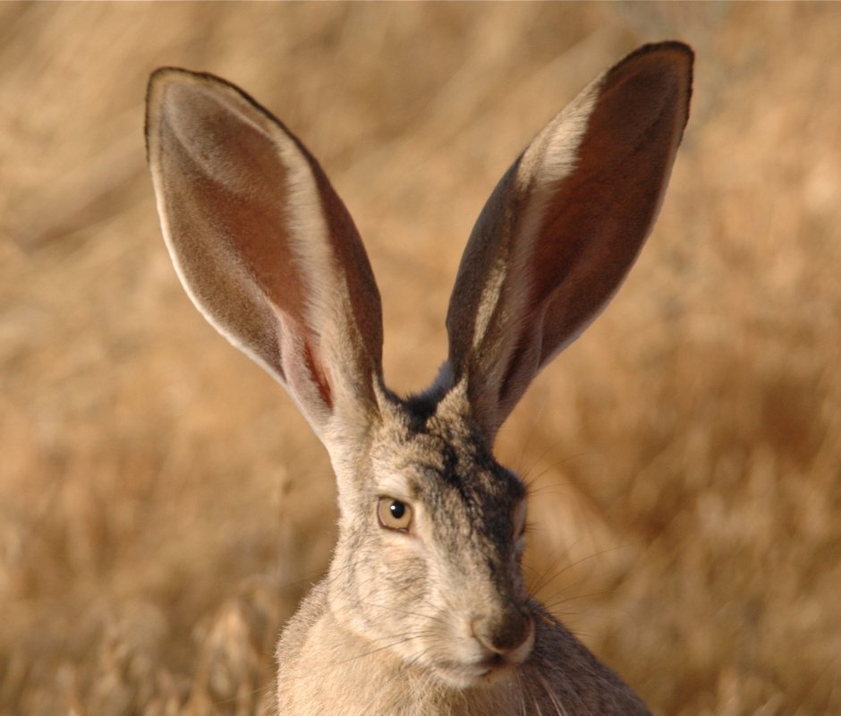 Карликовый Длинноухий кролик