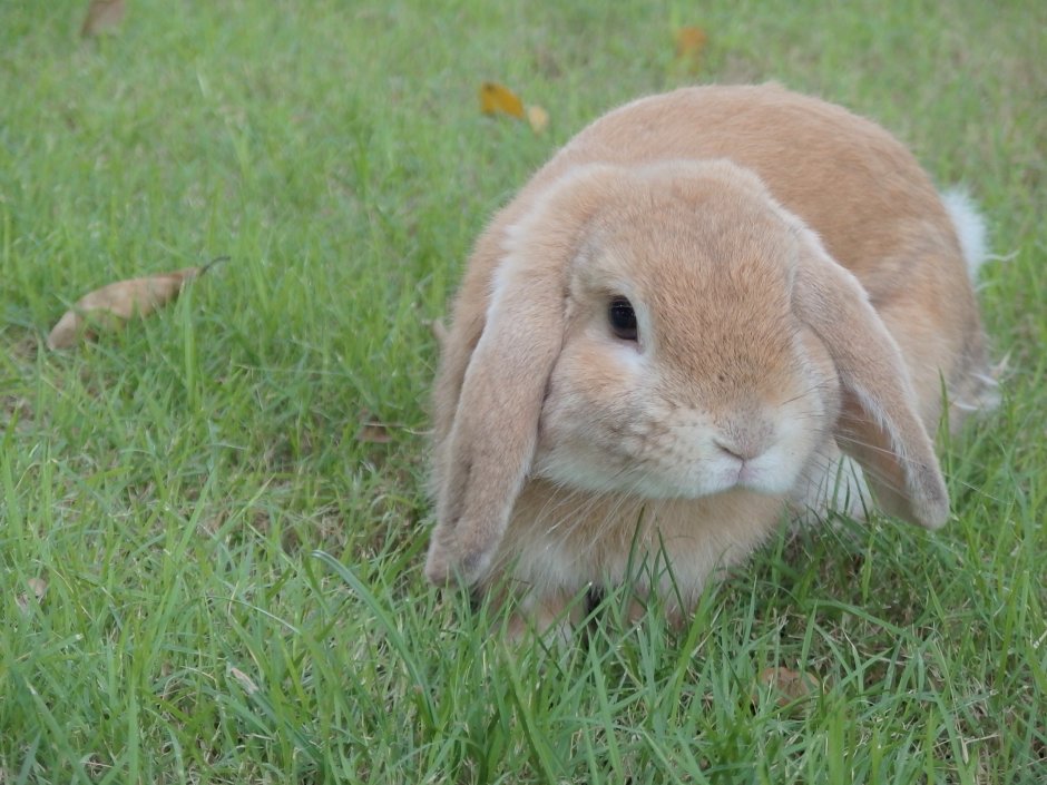 Карликовый Русак кролик
