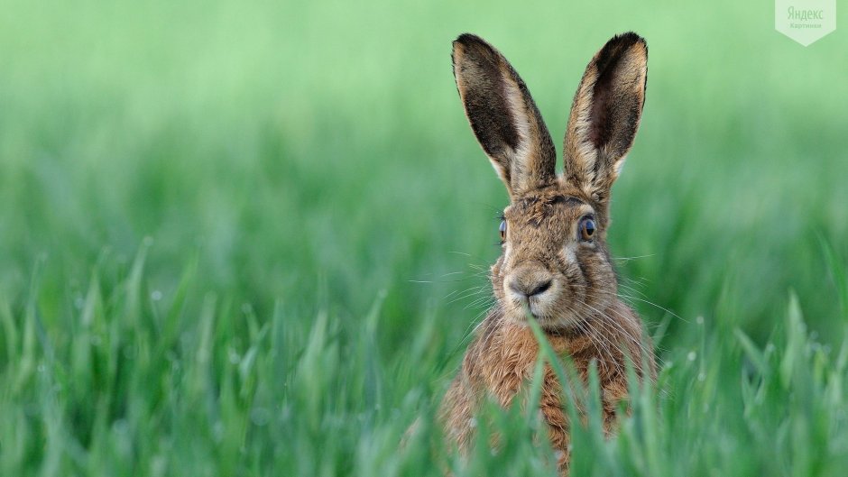 Кролик с длинными ушами