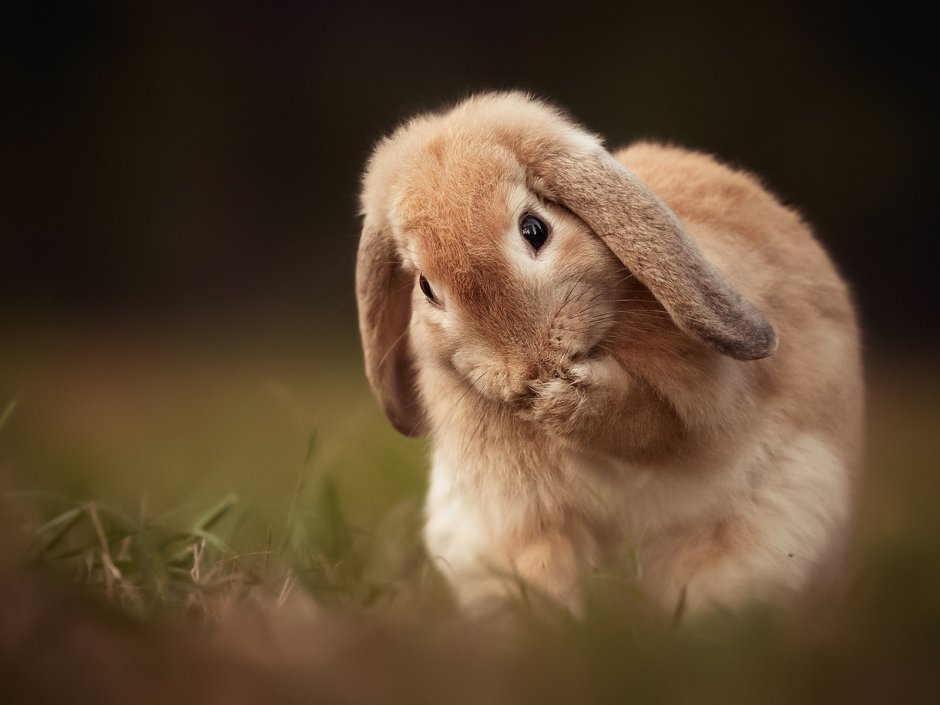 Красивый заяц