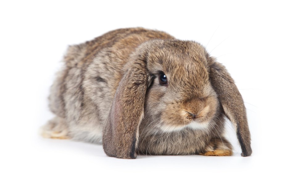 Заяц на прозрачном фоне