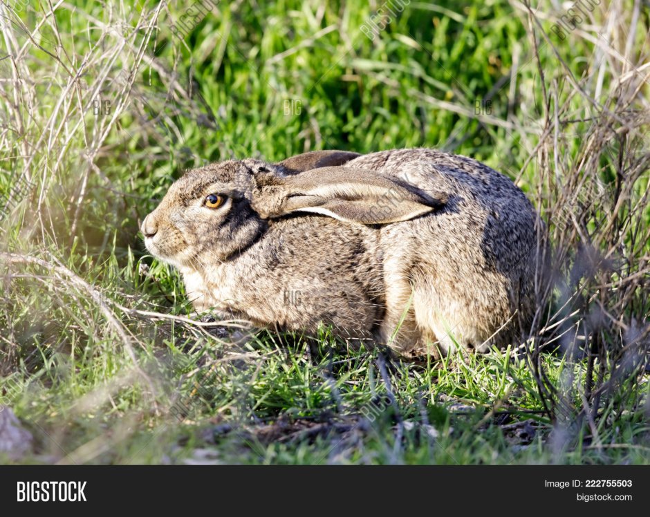Заяц с прижатыми ушами