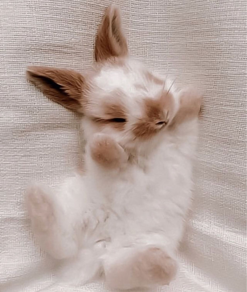 Вредный заяц