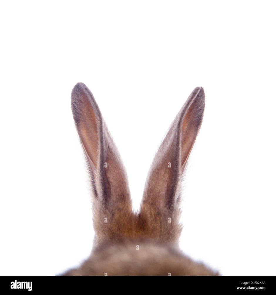 Кролик Беляк