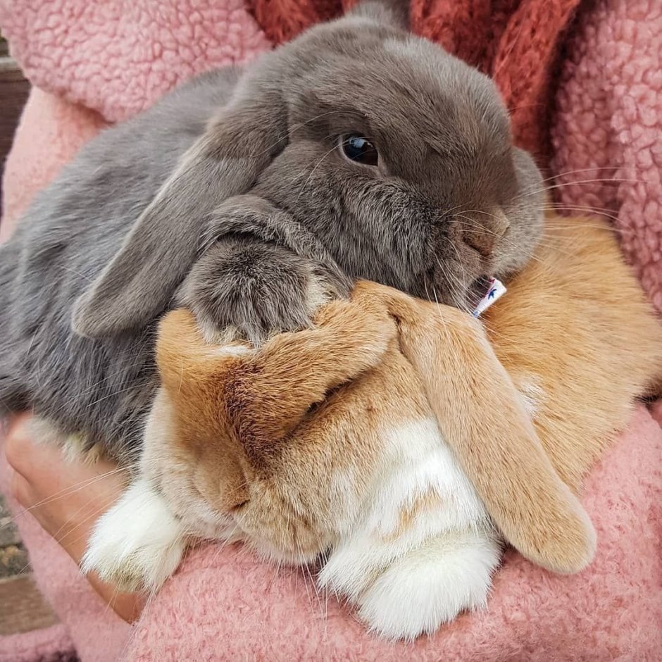 Уши зайца рисунок