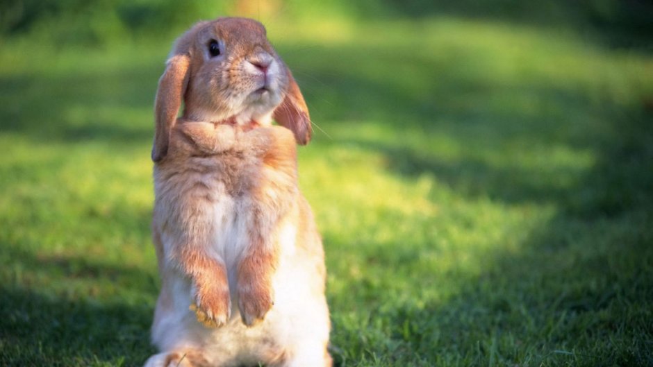 Смешной зайчик на солнышке