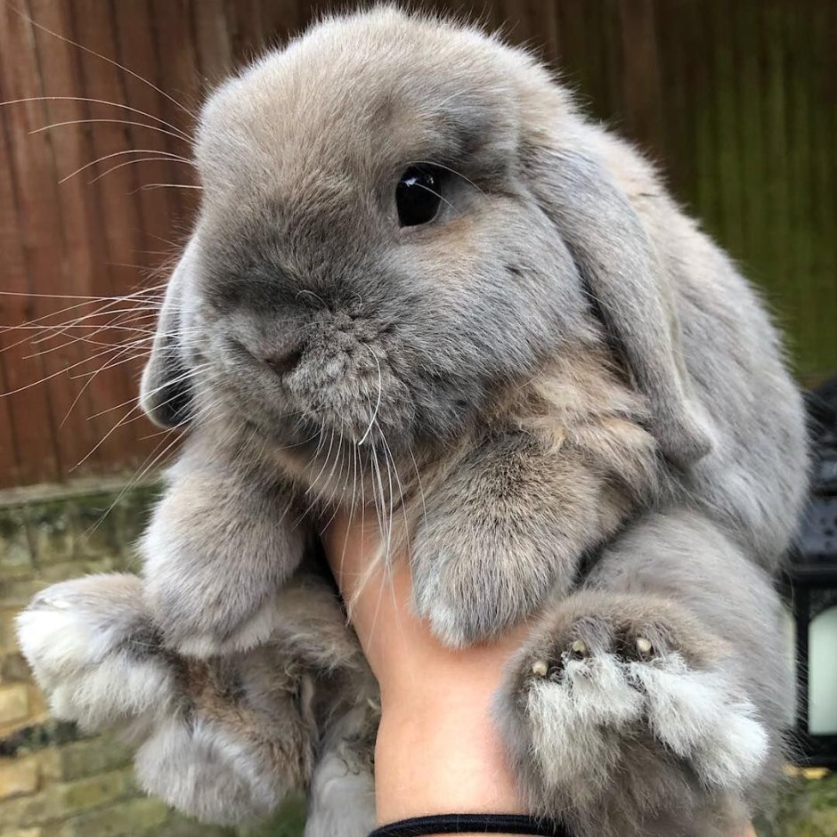 Плачущий заяц