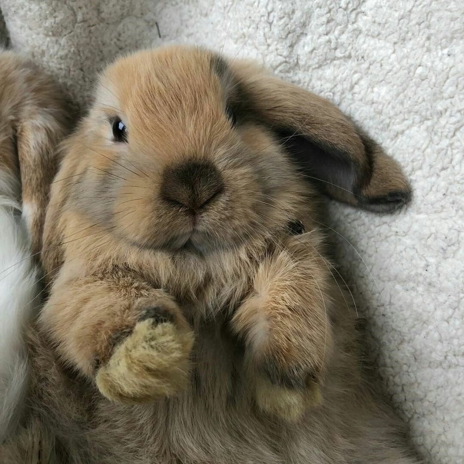 Кролик с длинными ушами