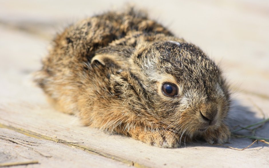 Кролик шоколадного окраса