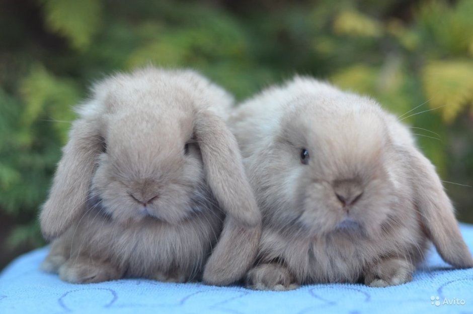 Белый пушистый зайчик