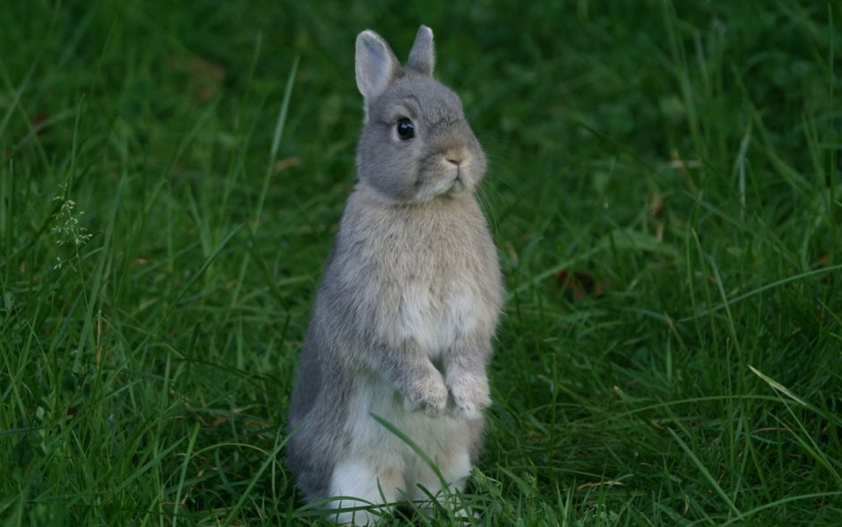 Заяц фото животного