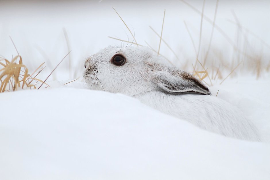 Заяц с длинными ушами