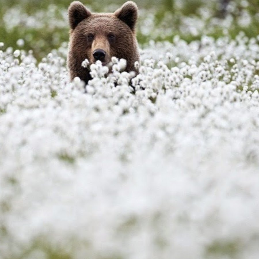 Медведь с ромашкой