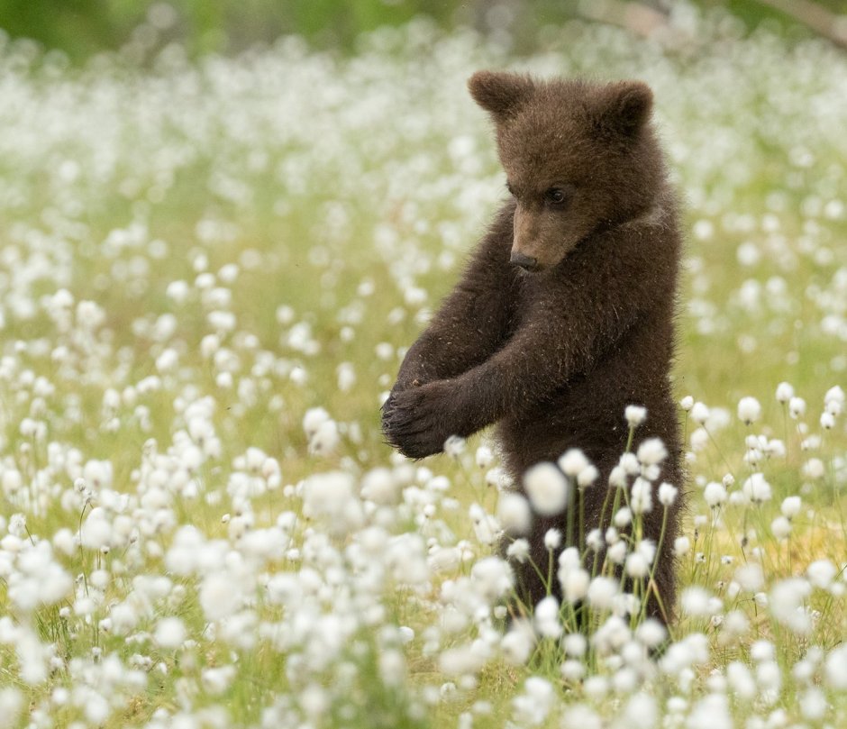 Михаил Потапыч Топтыгин