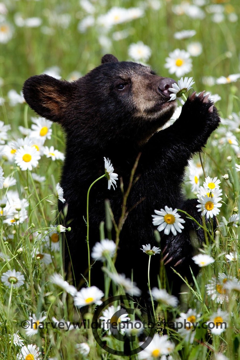 Медведь с ромашкой