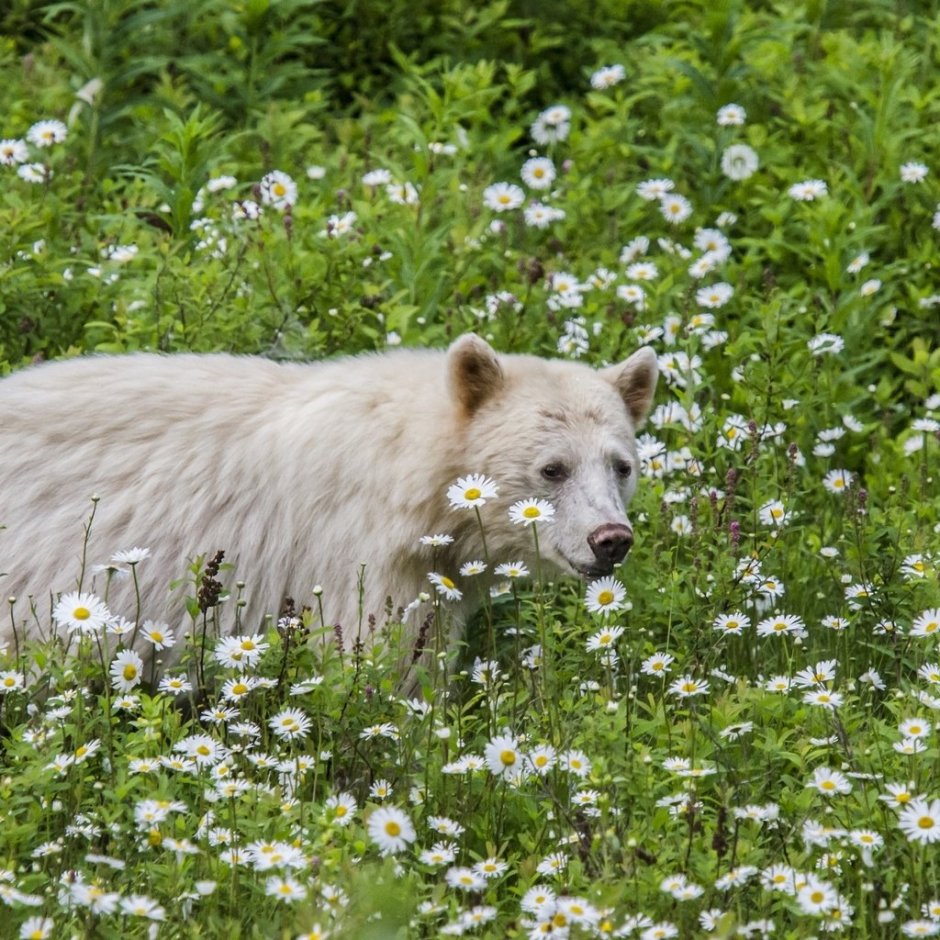 Медвежонок с цветами