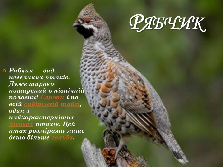 Рябчик в живописи