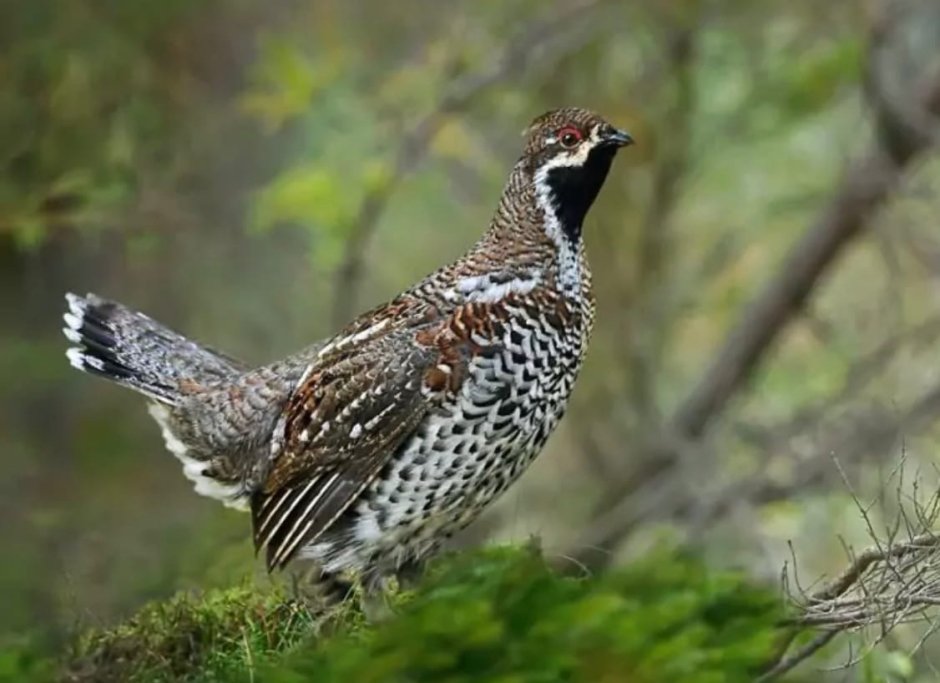 Tetrastes bonasia без лицензии Россия
