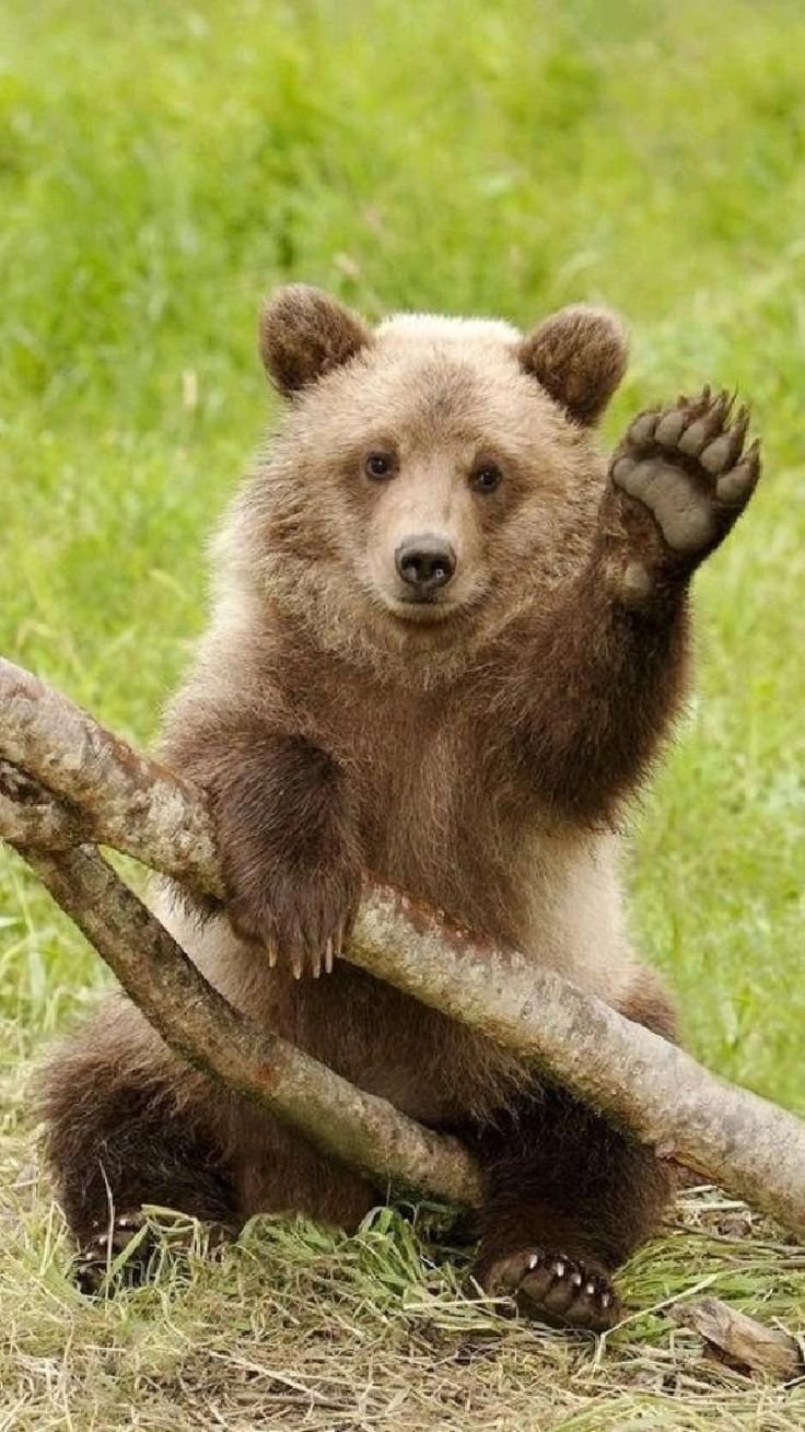 Волосаиый мужчина сэлфи