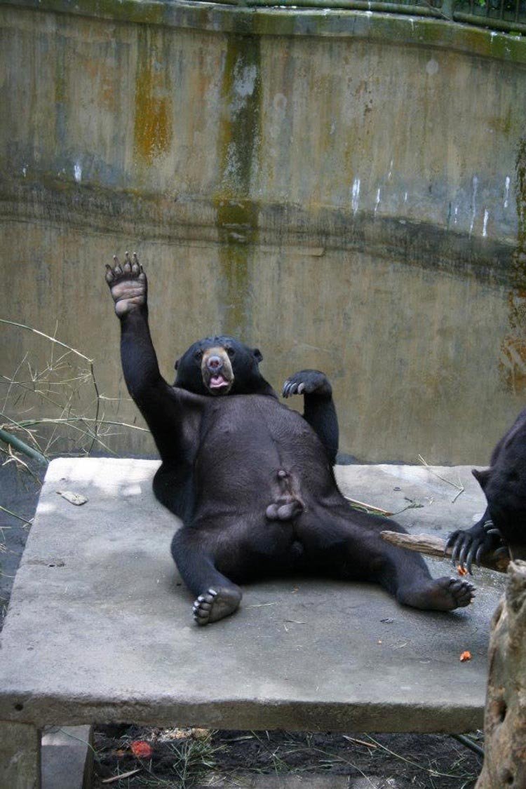 Медведь Кадьяк вес и рост