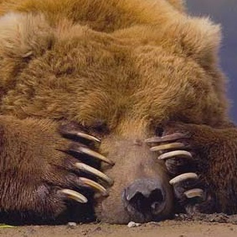 Самый большой медведь Кадьяк 1200 кг