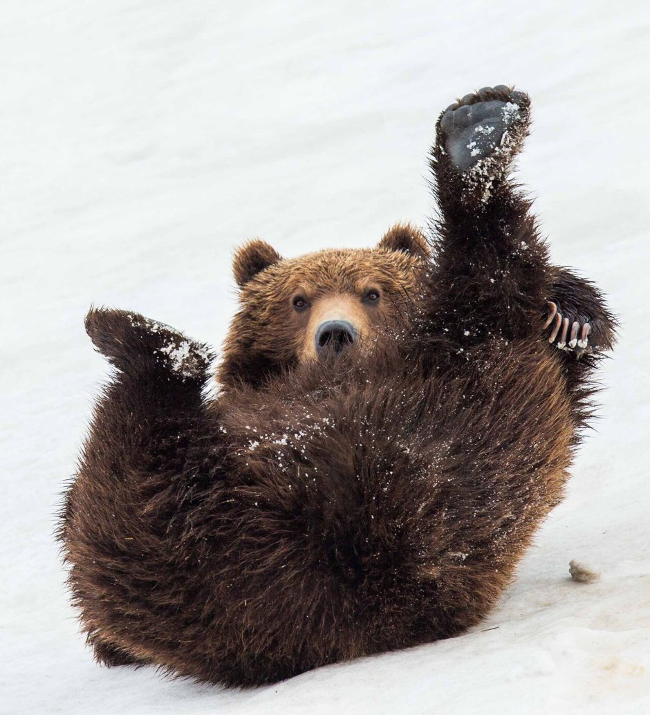 Смешные в зоопарке