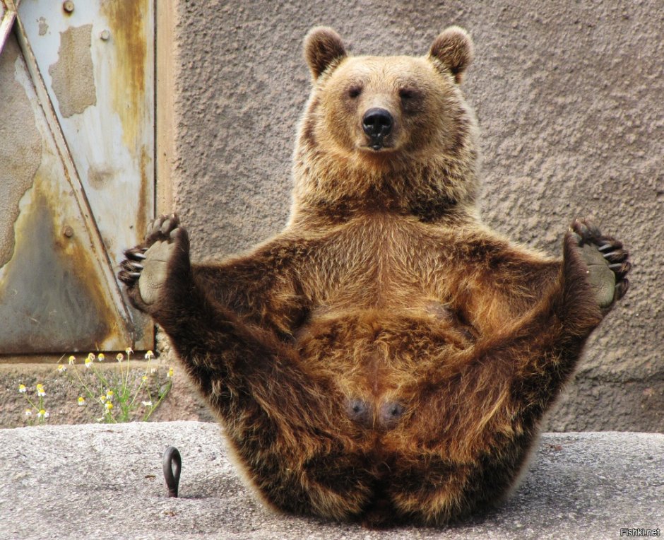 Прикольный медведь