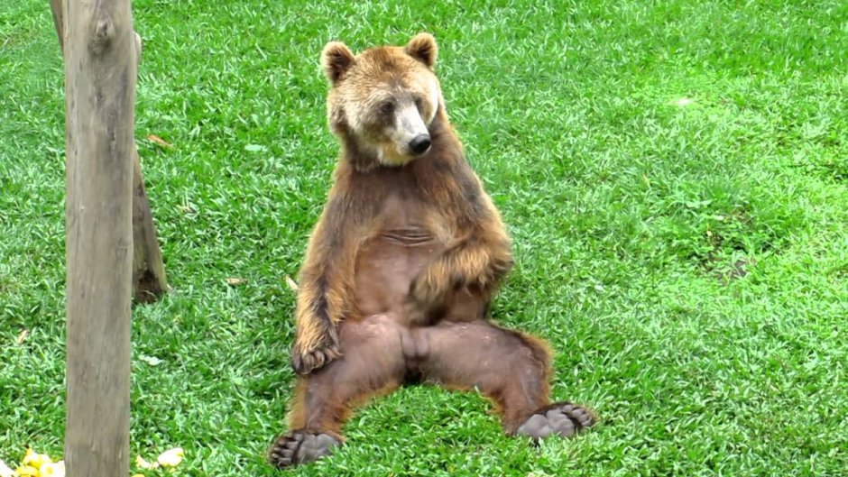 Медведь с большими яйцами