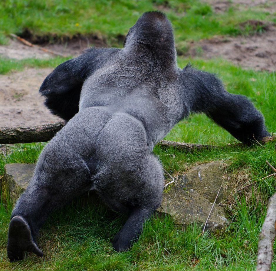 Волосатые мужики медведи