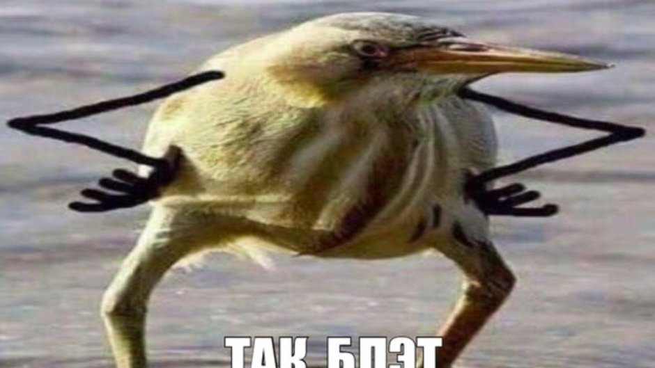 Толстая птичка на ветке
