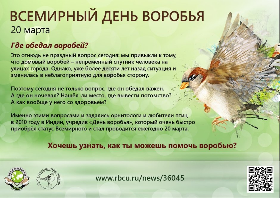 Галка птица описание
