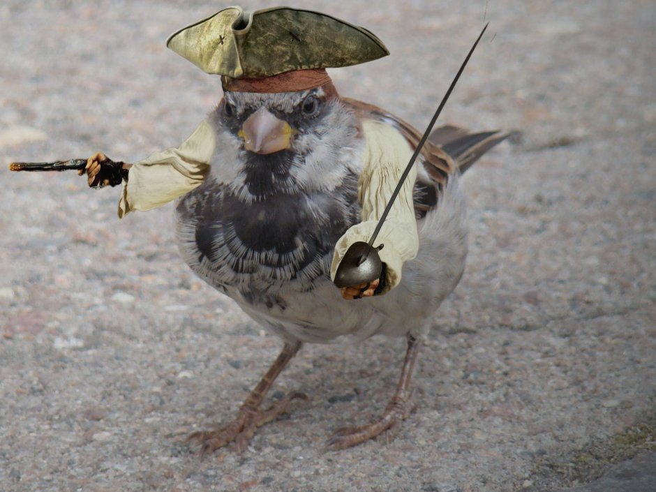 Сойка Лесная