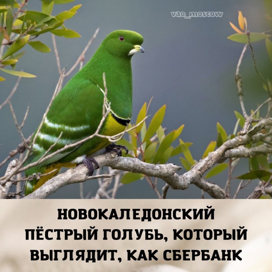 Иллюстрация воробья зимой