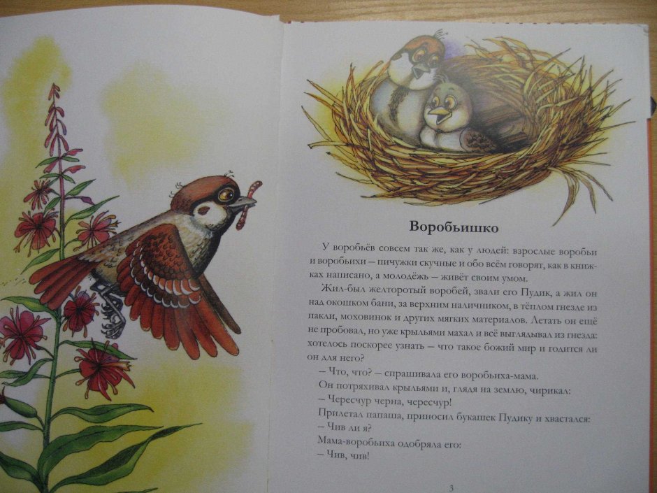 Ворона описание птицы для детей